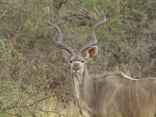 Sambia Namibia Rundreise Selbstfahrer Erfahrungen Global Grey Nomads