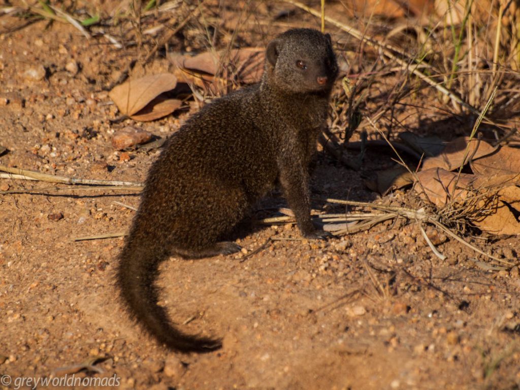 Curious Banded Mongoose