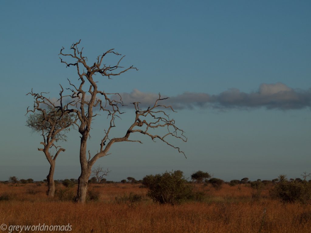 sculpture of dead tree in the evening sun
