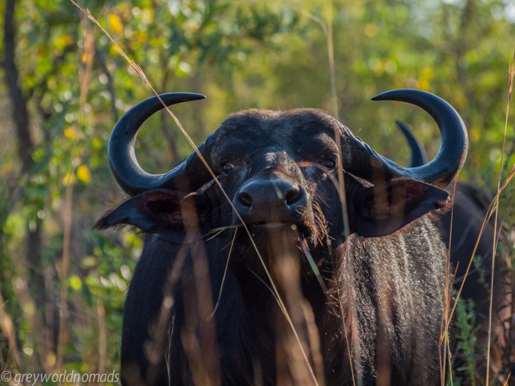 Get out of my way! Cape buffalo