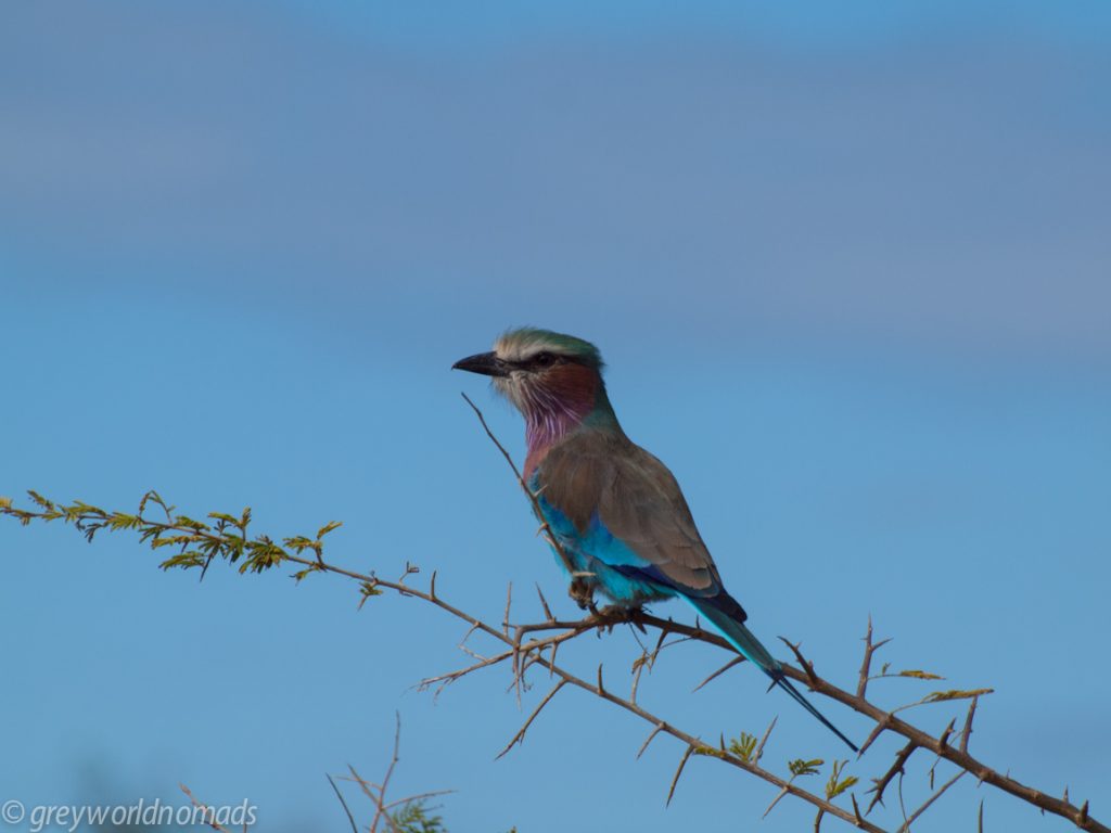 lilac breasted roller