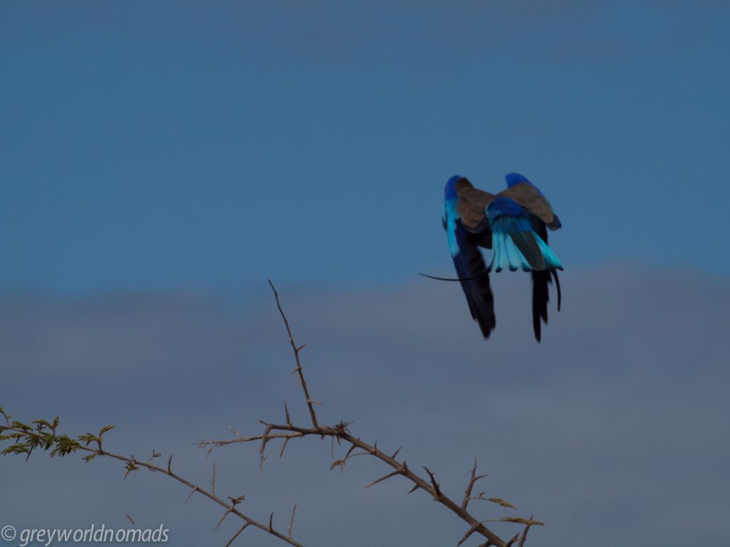 lilac breasted roller flying away