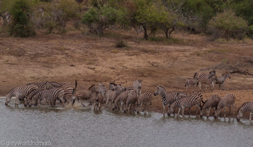 herd of zebras at the waterhole