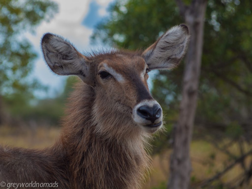 hi you! waterbok giving me an eye
