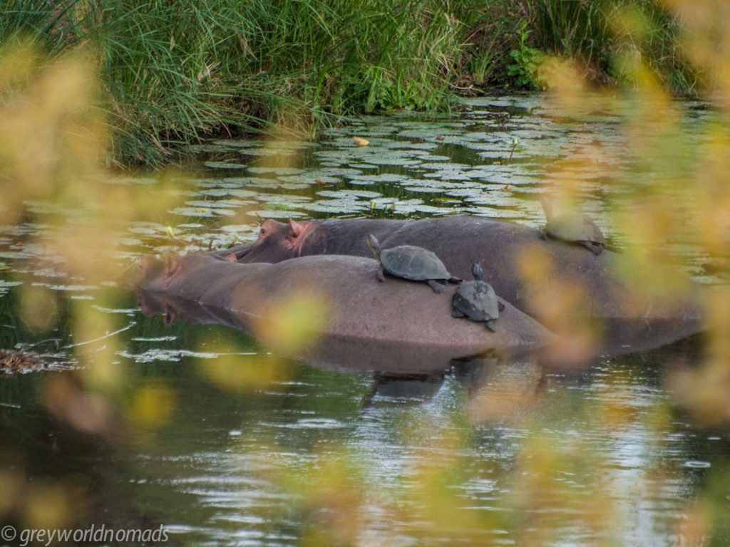 turtles enjoying the sun on a hippo
