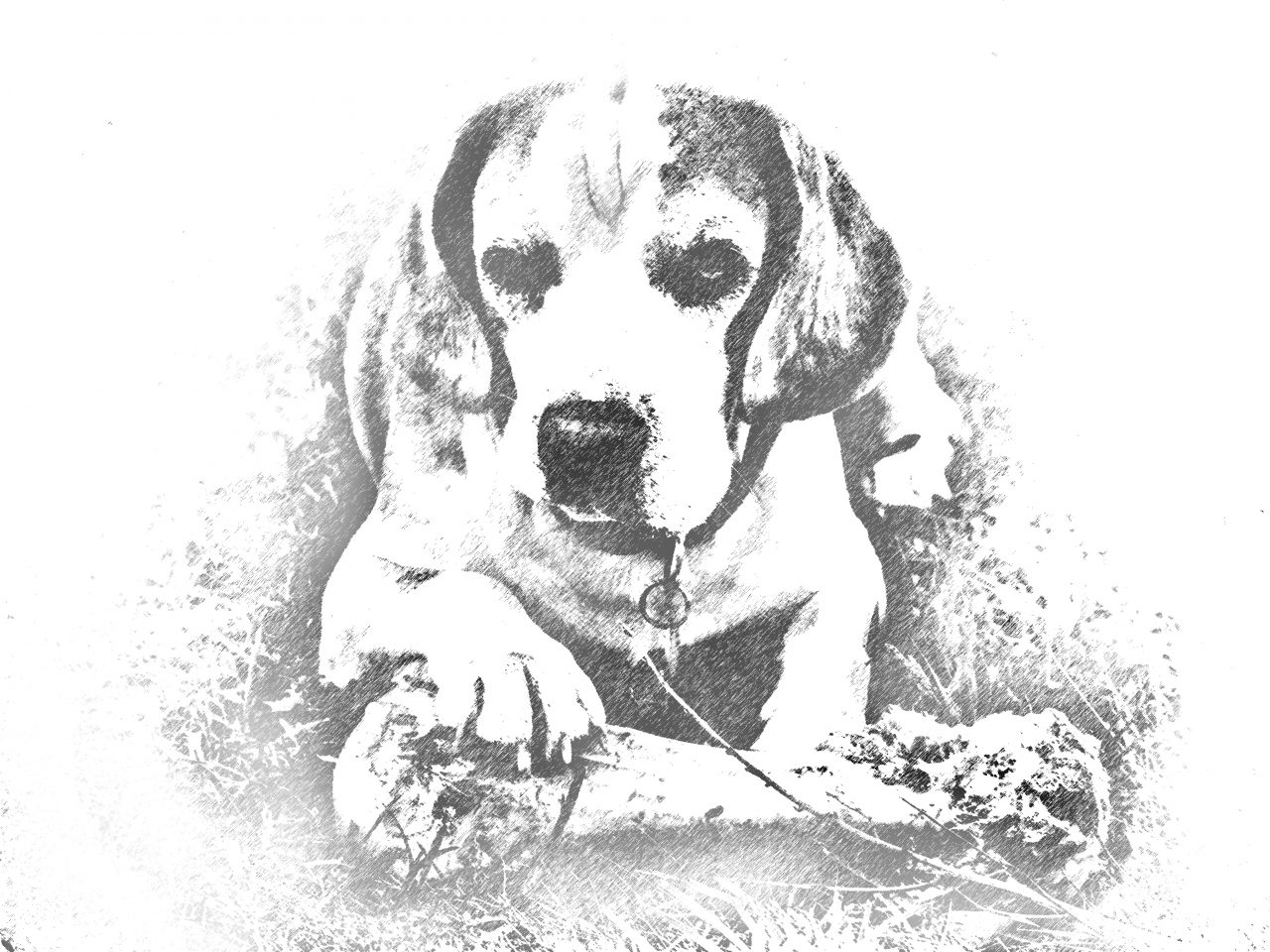 Animal Carers