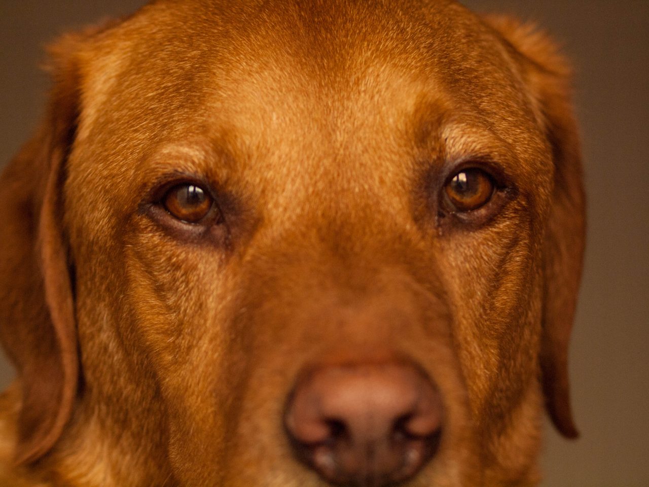 Mac, the fox-red Labrador