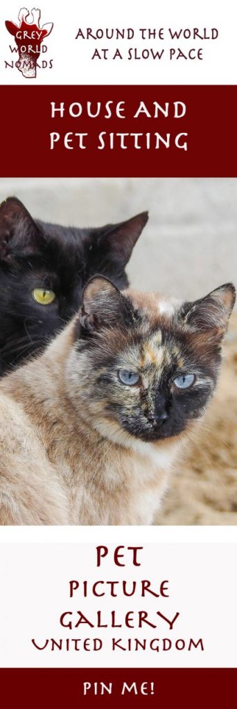 greyworldnomads-pet-sitting-gallery