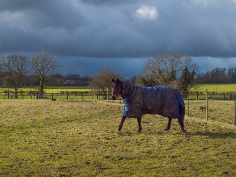 house sitting in seething, norwich