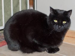 house sitting in seething, norwich