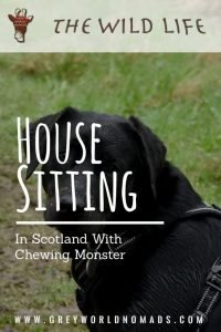 House Sitting In Scotland With Chewing Monster-2