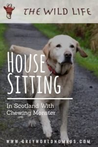 House Sitting In Scotland With Chewing Monster