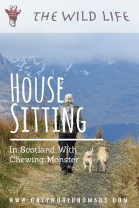 House Sitting In Scotland With Chewing Monster-3