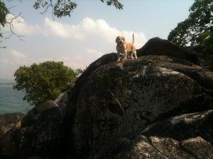 Reisen mit Hund in Malawi