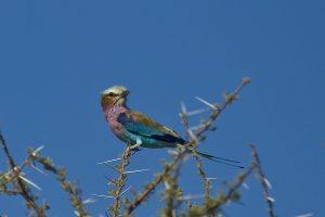 Vögel in Botswana