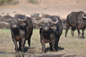 Büffel in Botswana