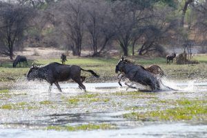 Wildebeest in Botswana (Foto: Brainstorm)