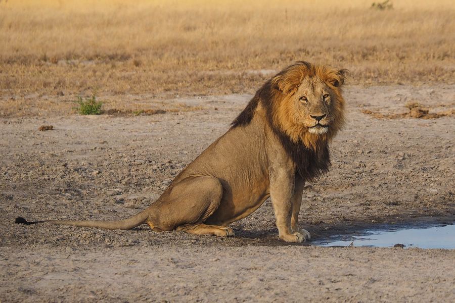 Tiere im Chobe National Park