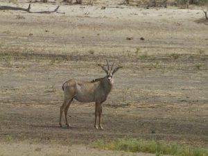 Sable Antelope in Bwabwata National Park. reisebericht namibia rundreise.