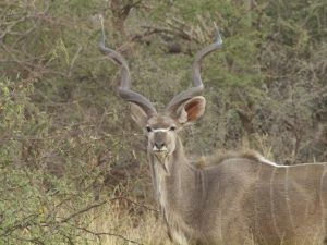 Kudu in Bwabwata National Park. Namibia Rundreise Selbstfahrer-Erfahrungen.