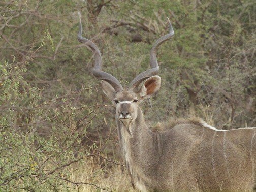 Kudu in Bwabwata National Park. Namibia Rundreise Selbstfahrer-Erfahrungen.