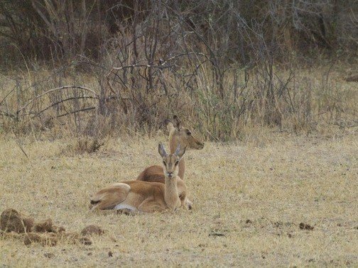 Sambia Namibia Rundreise Selbstfahrer Erfahrungen Global Grey Nomads