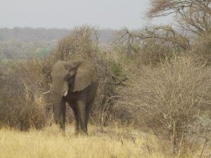 Elephant in Bwabwata National Park. safari namibia selbstfahrer.