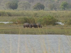 Hippos next to the Chobe River. rundreise namibia selbstfahrer.