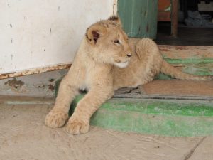 Zu Besuch auf einer Löwenfarm. Die Löwen-Babies bewegen sich frei in der Küche und um's Haus herum, während die Eltern in einem Gehege nebenan leben.