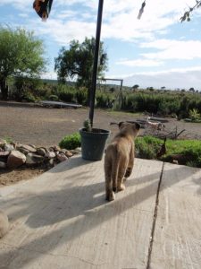 Zu Besuch auf einer Löwenfarm. Die Löwen-Babies bewegen sich frei in der Küche und um's Haus herum, während die Eltern in einem Gehege nebenan leben.