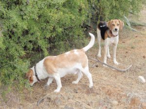 Meine Erlebnisse vom Auswandern nach Südafrika mit meinem Beagle.