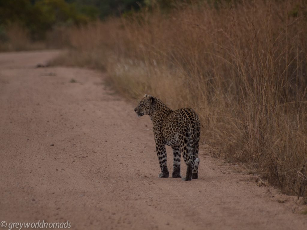 Leopard near Pretoriuskop