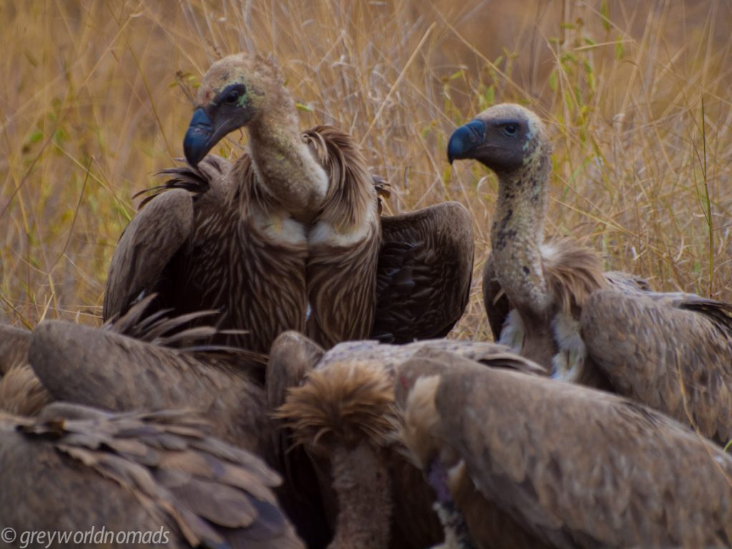 White back vultures
