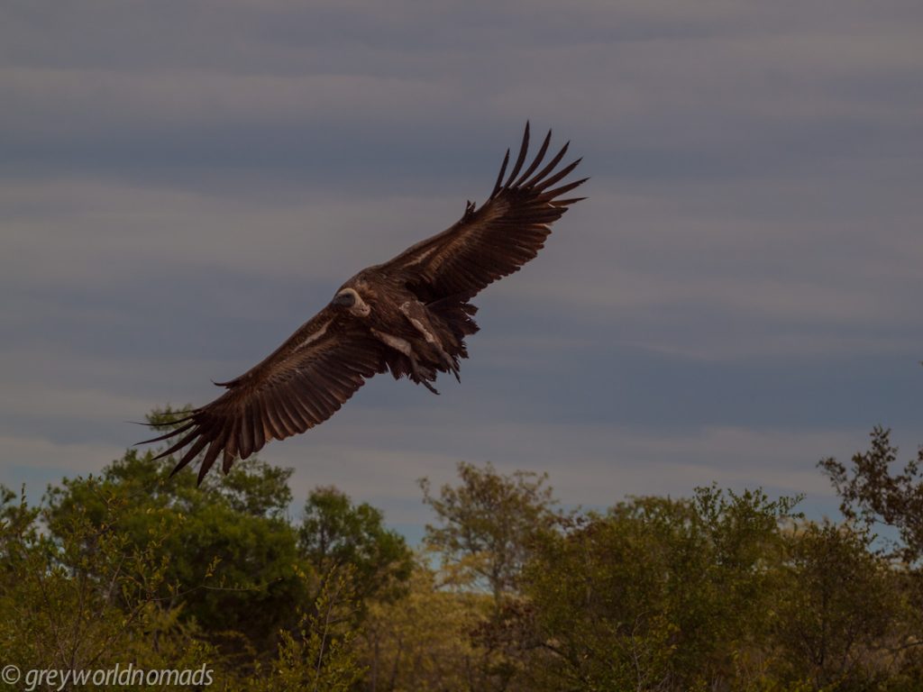 White back vulture