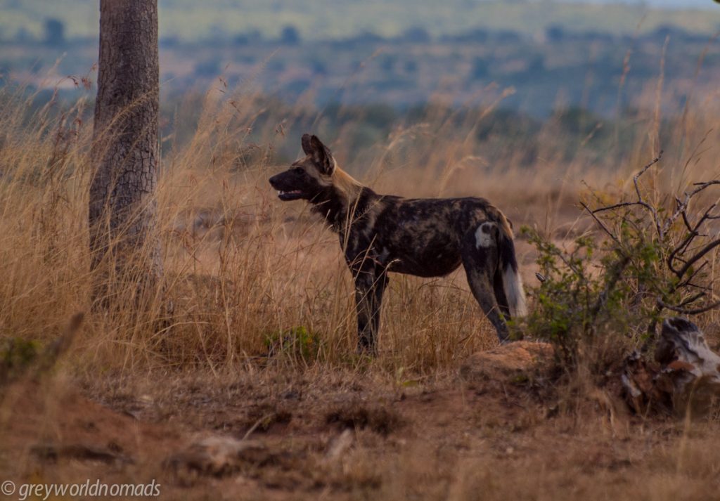Wild dog near Pretoriuskop
