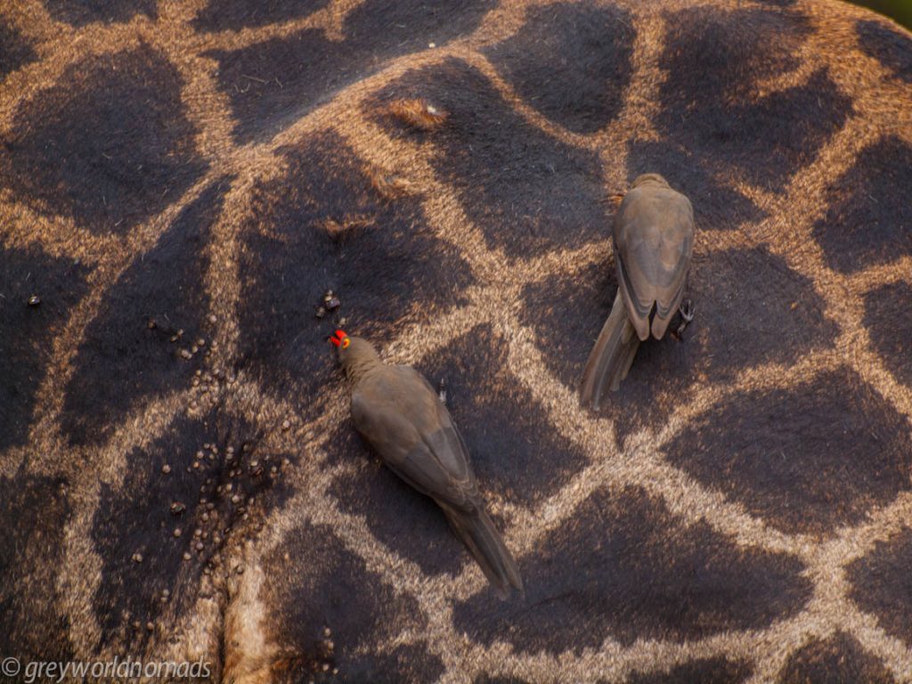 Tick feast for red-billed oxpecker on a giraffe
