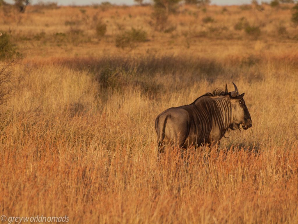 Wildebeest in the evening sun