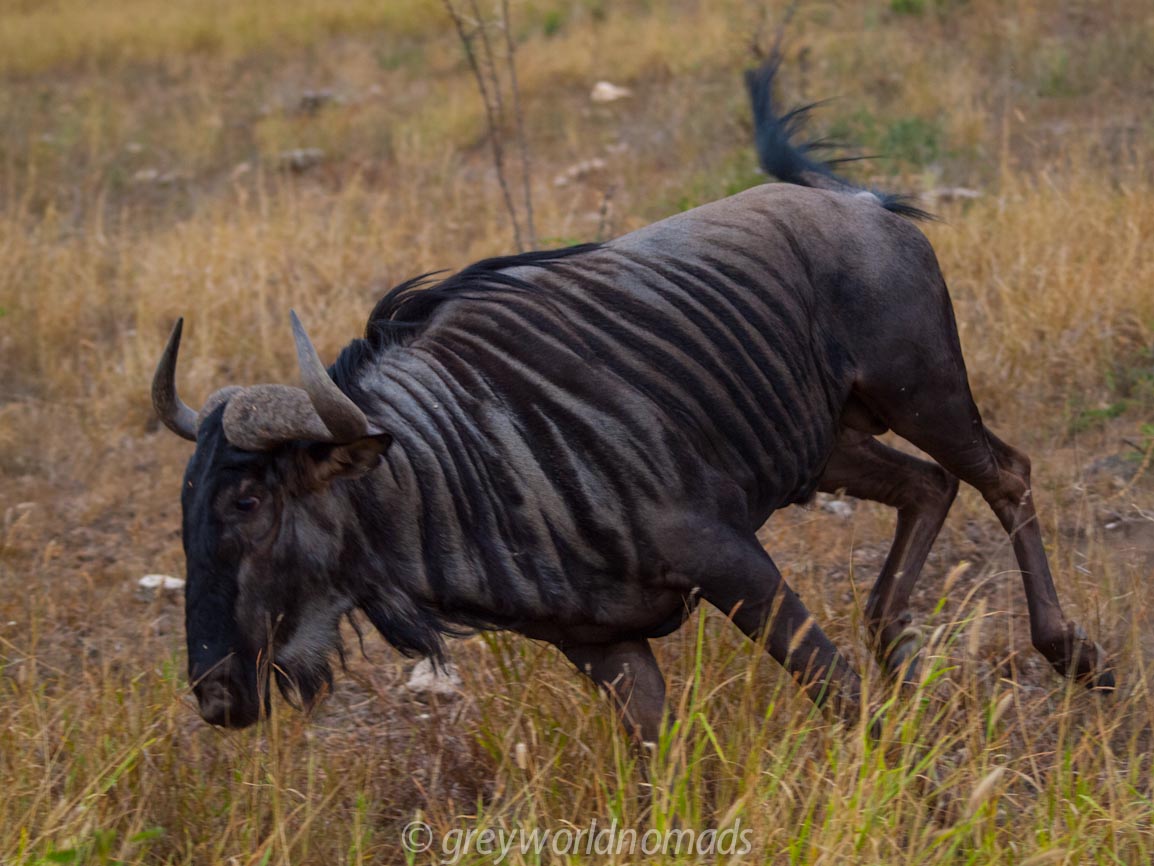 running wildebeest