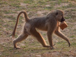 Baboon in South Luangwa National Park