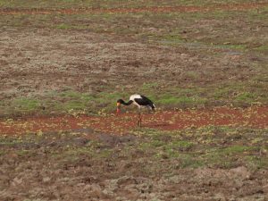 Saddle billed stork in South Luangwa National Park