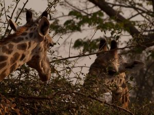 Giraffes in South Luangwa National Park