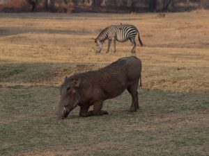 Warthog kneeling in South Luangwa National Park
