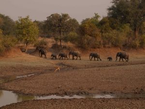 Herd of elephants crossing the Luangwa River