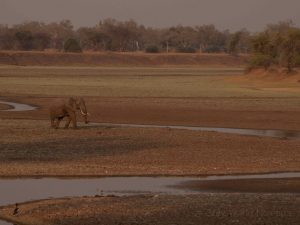 Elephant in Luangwa River bed