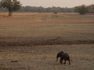 Lonely baby elephant in South Luangwa National Park