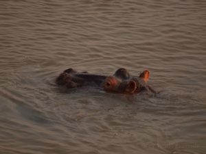 Hippos in Luangwa River at South Luangwa National Park