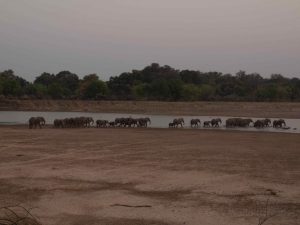 Huge herd of elephants in South Luangwa National Park