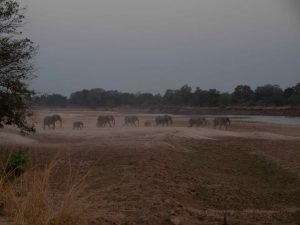 Herd of elephants crossing Luangwa river at night