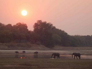 Herd of elephants in South Luangwa National Park