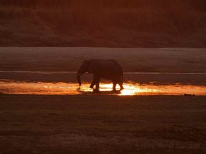 Evening glow hits water with elephant in South Luangwa National Park